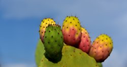 Seifenduft Kaktusfrucht 50 ml 